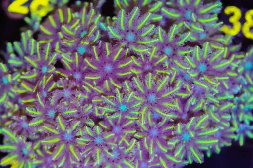 Yellow clove polyps (copy)