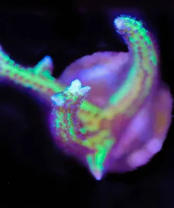 Purple Cactus Birdnest Frag (A22:C)