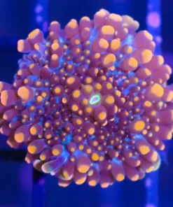 Black Widow Yuma Frag (Row #97)