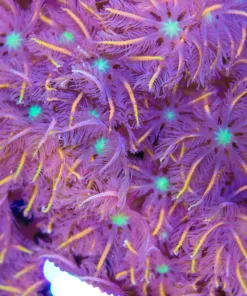 Orange Firework Clove Polyp Frag (Row #85)