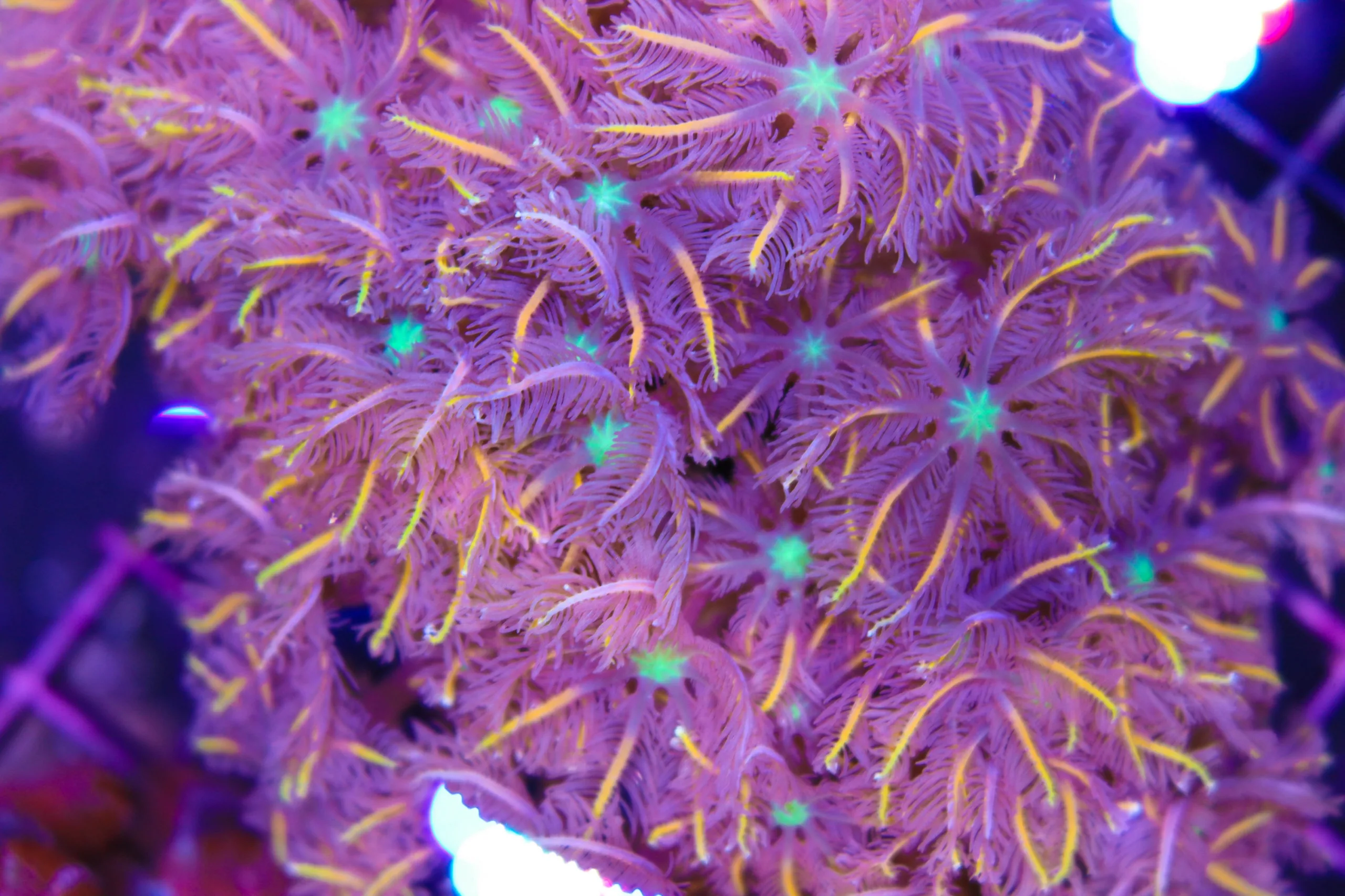 Rainbow Clove Polyps (copy)