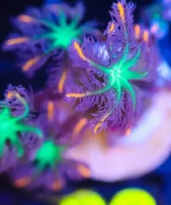 Rainbow Clove Polyp Frag (Row #87)