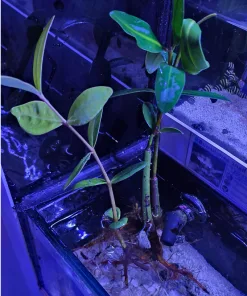 Small Mangrove (R4-B1) | Max 1 Per Order