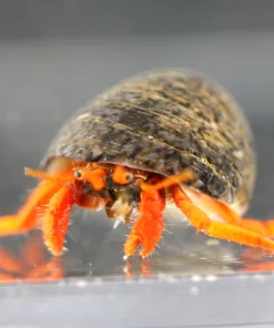 Red Dwarf Hermit Crab (Row4-B2)