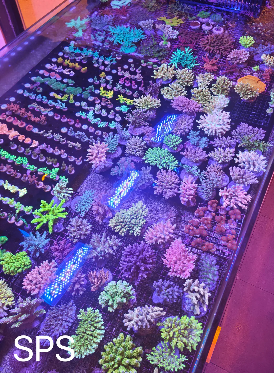 SPS Corals