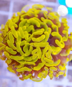 Golden Branching Hammer Coral Frag | max 1 per order | (Sump Tank)
