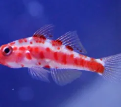 Rare Micro Gobies ! 3 in stock  pick up only - $35 each