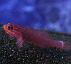 Rare Micro Gobies ! 3 in stock  pick up only -  $35 each