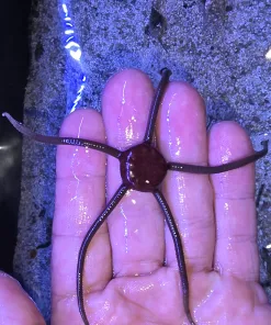 Wysiwyg Dark Red Serpent Starfish (R4-B2)