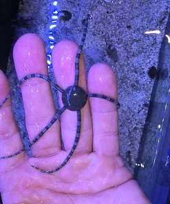 Wysiwyg Harlequin Starfish (R4-B4)