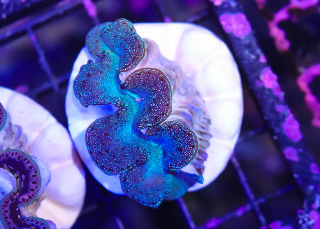 Frag Box Corals