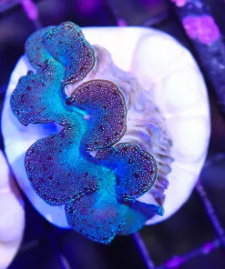 Wysiwyg Small  Maxima clam  154B