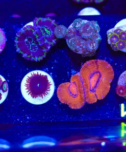 Wysiwyg Zoanthid & Acan Frag Pack FP1 | Max 1 Frag Per Order