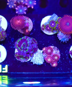 Wysiwyg Zoanthid & Acan Frag Pack FP2 | Max 1 Frag Per Order