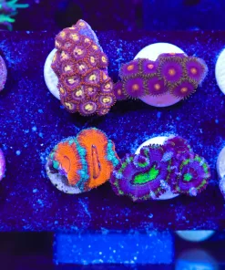 Wysiwyg Zoanthid & Acan Frag Pack FP3 | Max 1 Frag Per Order