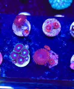 Wysiwyg Small Zoanthid Frag Pack FP4 | Max 1 Frag Per Order