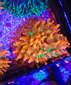 Bright Bubble Tip Anemone
