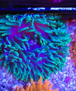 Wysiwyg Green Bubble Tip Anemone (T2 Basket)
