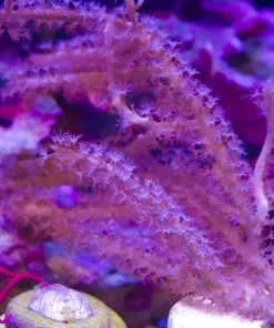 Wysiwyg Unique Gorgonian #1 (MV2)