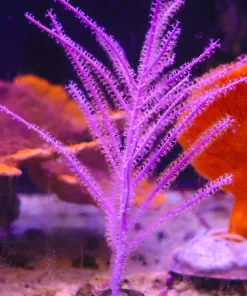 Wysiwyg Large Unique Gorgonian #2 (MV2)