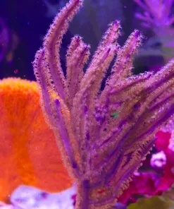 Wysiwyg Unique Gorgonian #3 (MV2)