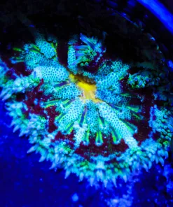 Wysiwyg C30B - Max Mini Carpet Anemone  (C30B) Free Shipping ! NO Minimum Livestock Spend