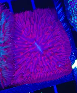 Wysiwyg C129B Red Plate Coral (C129B)