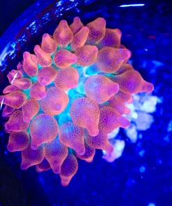 Wysiwyg C130B Small  Anemone (C130B)