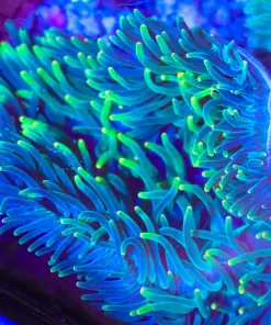 Wysiwyg Yellow Tip Green Anemone  (Basket T3)