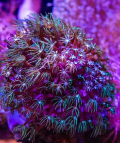 Wysiwyg Pipe Organ Colony (From March's Display Laguna Aquarium)