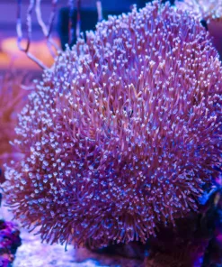 Wysiwyg XL Wild Aussie Blueish Toadstool Colony (From March's Display Laguna Aquarium)