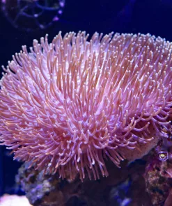 Wysiwyg Large Toadstool Colony (From March's Display Laguna Aquarium)