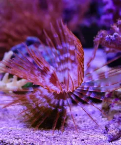 Wysiwyg Large Feather Duster (From March's Display Laguna Aquarium)