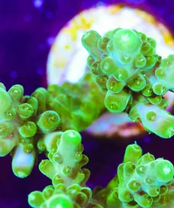 Large Avocado Acropora Frag (A6:B)