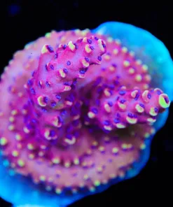 Reef Raft Pink Cadillac Frag | Well Encrusted Old Frag (A12)