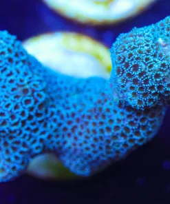 Blue Montipora Digitata Frag (A13:C)