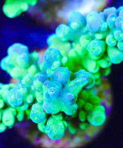 Massive Green Tortusa Frag (A14:B)