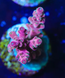 Tropic Thunder Frag (A16)