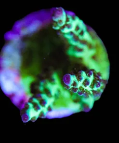 Poisin Ivy Frag (A19)