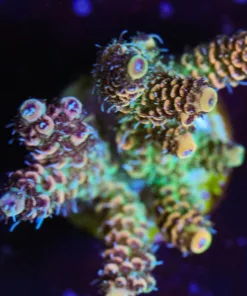 Golden Millepora Frag (A22:C)