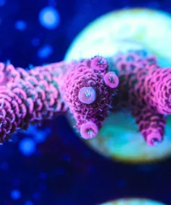 Raspberry Millepora Frag (A23:B)