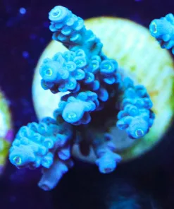 Blue Devil Acropora Frag (A23:C)