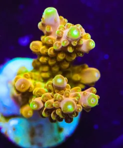 24k Acropora Frag (A24:C)