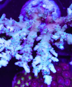 Wysiwyg XL Acropora Granulosa Colony | Picksups preffered | NO arrive alive guarantee sorry ! (A27)