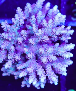 Wysiwyg XL Acropora Colony | Picksups preffered | NO arrive alive guarantee sorry ! (A28)