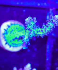 Wysiwyg XL MIyagi Tortusa Frag (A29)