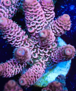 Supernova Millepora Frag (A2:B)