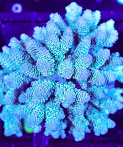 Wysiwyg XL Acropora TEnuis Colony | Picksups preffered | NO arrive alive guarantee sorry ! (A30)