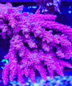 Wysiwyg XL Wild Australian Acorpoa Colony | Picksups preffered | NO arrive alive guarantee sorry ! (A31)