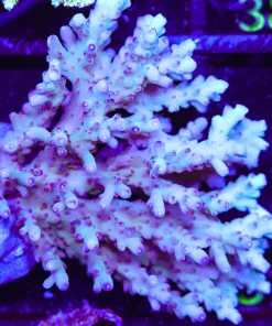 Wysiwyg XL Acropora Granulosa Colony | Picksups preffered | NO arrive alive guarantee sorry ! (A32)